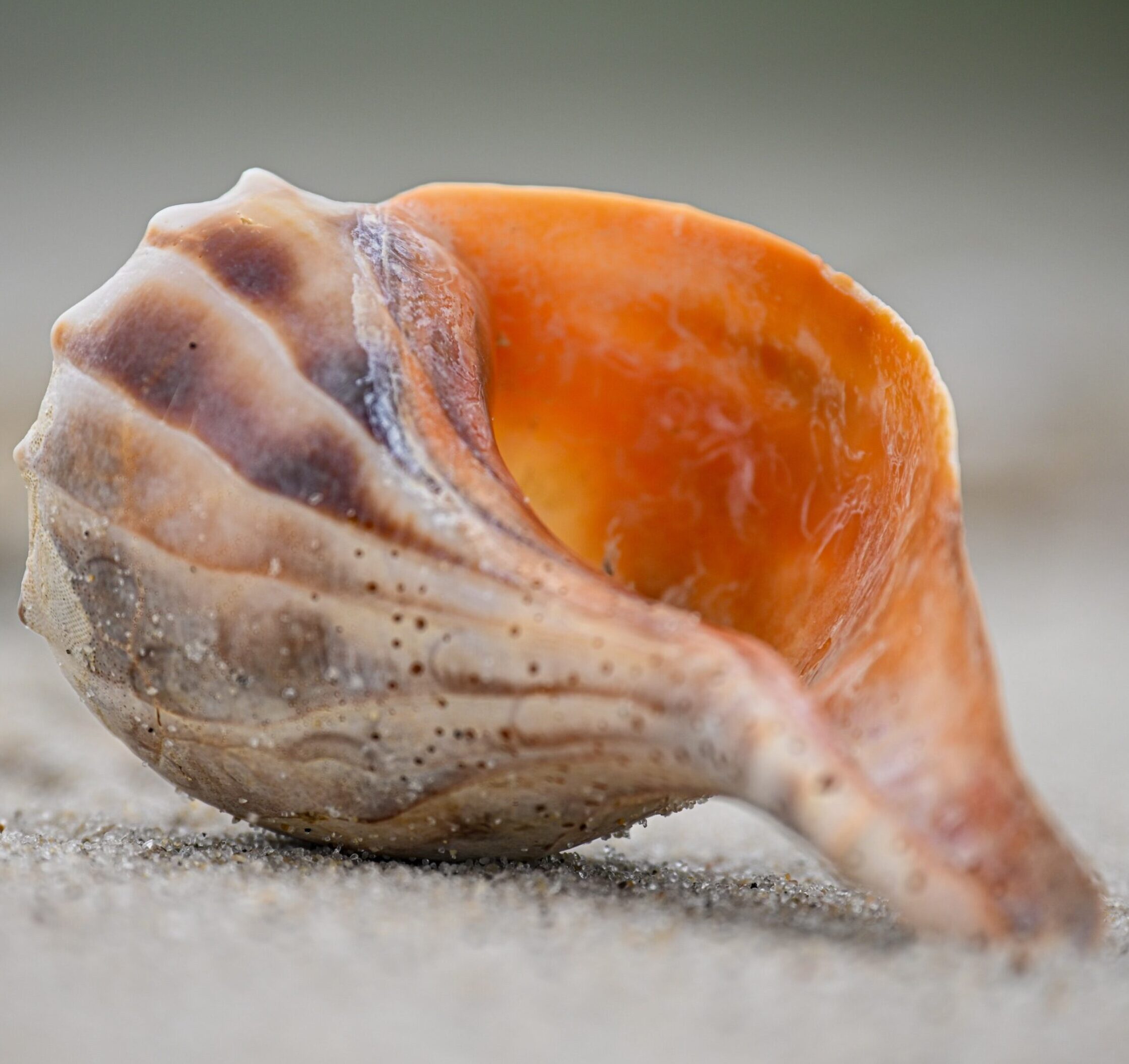 Close-up of a spiral seashell with a vibrant orange interior on sandy ground near hotels in Newport RI.