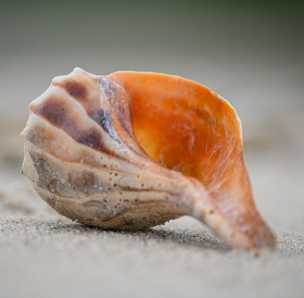 Close-up of an orange and brown spiral seashell on sandy surface near one of the hotels in Newport RI, with shallow depth of field.
